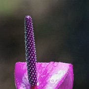 H1P9062 - Version 2  JAH-13-612